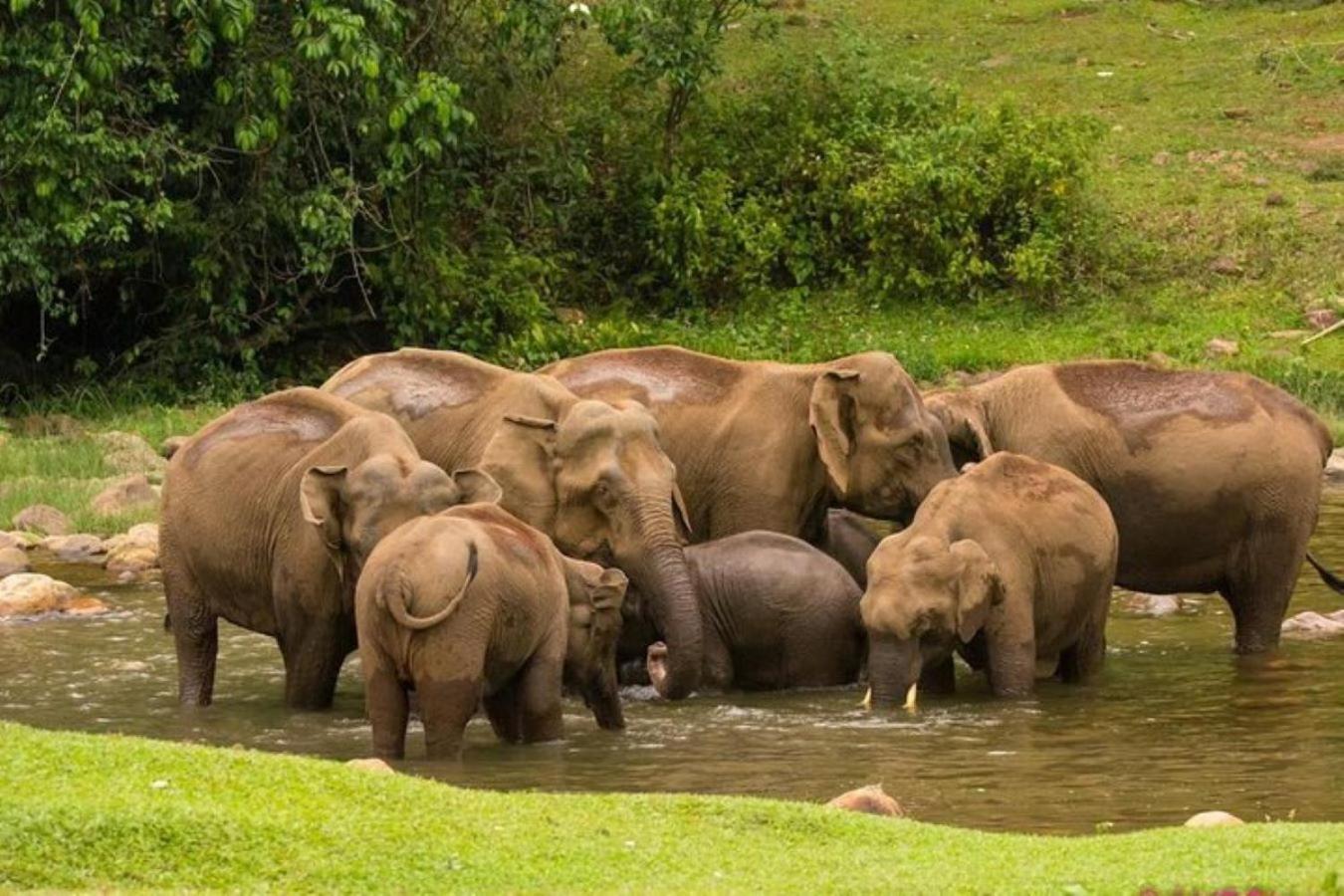 Forestscape Resort Munnar Eksteriør billede