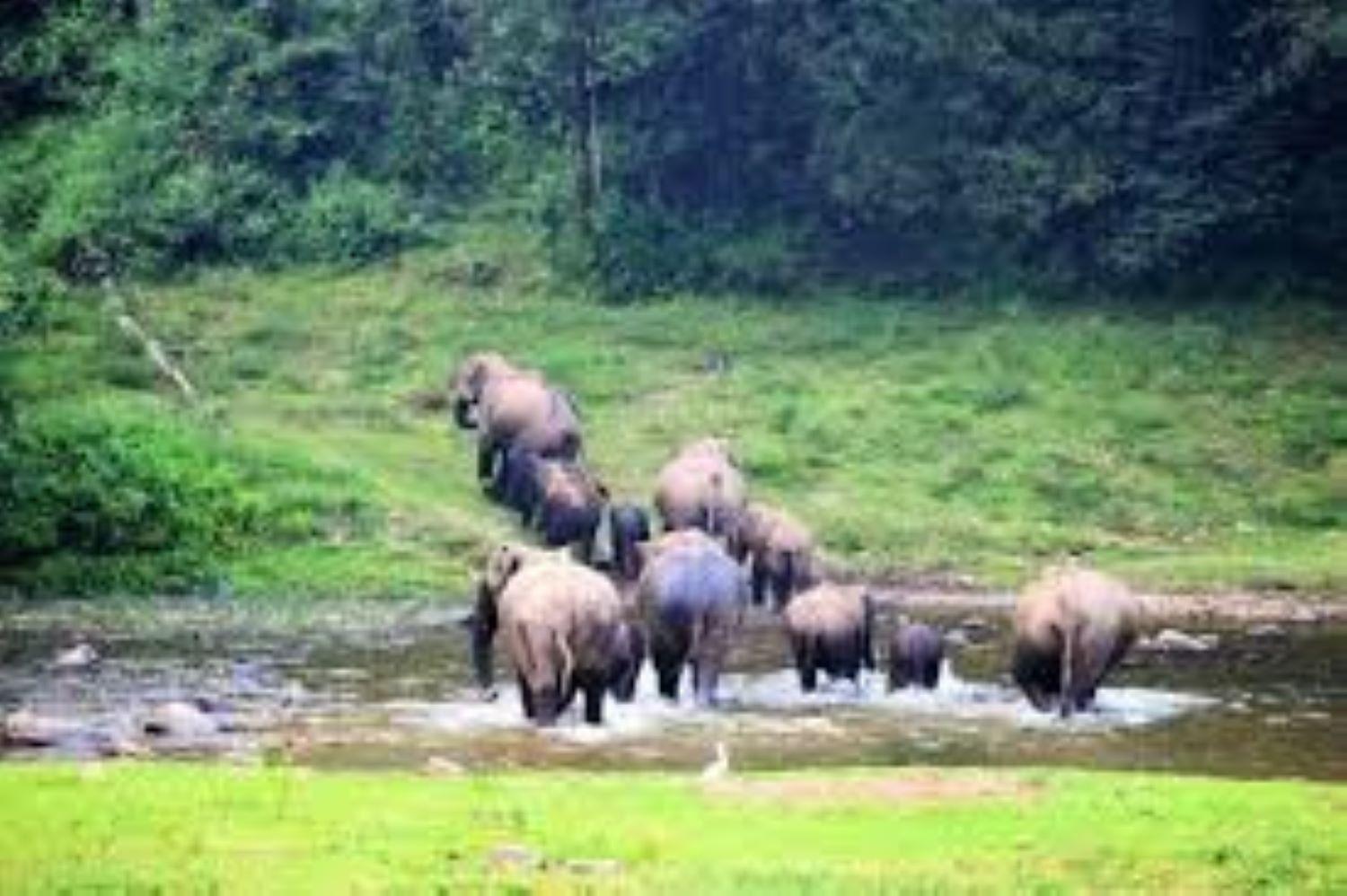 Forestscape Resort Munnar Eksteriør billede